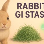 Healthy diet components to help avoid Rabbit GI Stasis.