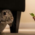 A cute rabbit hiding behind a couch