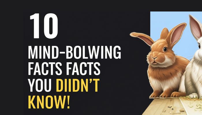 FACTS ABOUT RABBITS
