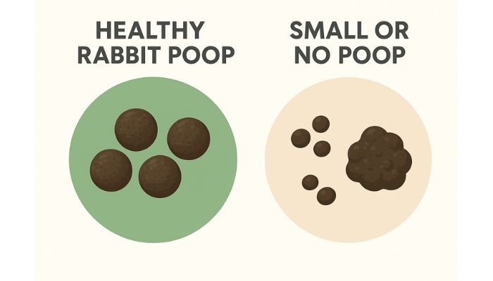 healthy vs unhealthy rabbit poop comparison