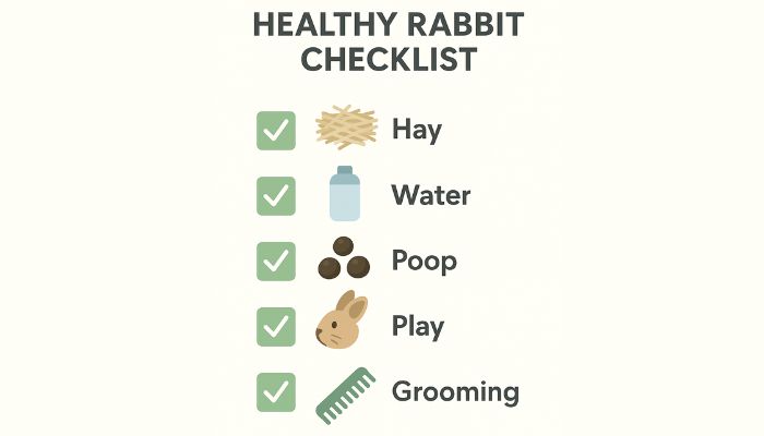 daily healthy rabbit checklist visual